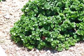 Attēlu rezultāti vaicājumam “Cribraria macrocarpa stalked”