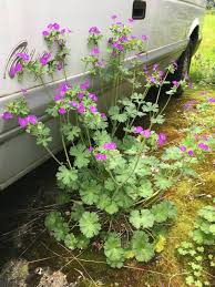 Attēlu rezultāti vaicājumam “Geranium pyrenaicum flower”