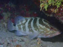Image result for Epinephelus striatus