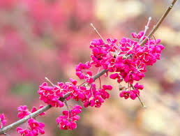 Attēlu rezultāti vaicājumam “Euonymus verrucosus”