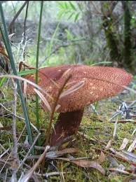 Attēlu rezultāti vaicājumam “Tricholomopsis rutilans”