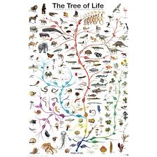 Image result for Evolution Stammbaum