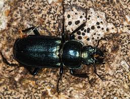 Attēlu rezultāti vaicājumam “Platycerus caraboides”