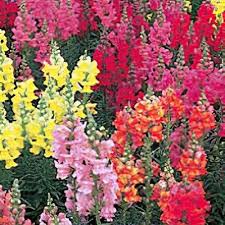 Image result for Antirrhinum majus maximum