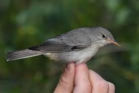 Image result for Hippolais olivetorum