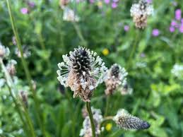 Attēlu rezultāti vaicājumam “Plantago lanceolata flower”