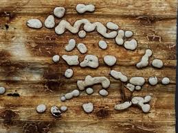 Attēlu rezultāti vaicājumam “Diderma chondrioderma”