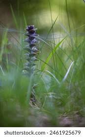 Attēlu rezultāti vaicājumam “Ajuga genevensis”