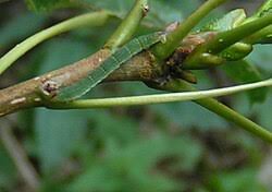 Attēlu rezultāti vaicājumam “Lomaspilis marginata”