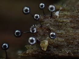 Attēlu rezultāti vaicājumam “Collaria arcyrionema spores”