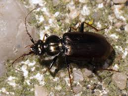 Attēlu rezultāti vaicājumam “Loricera pilicornis”