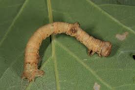 Attēlu rezultāti vaicājumam “Hypomecis punctinalis”