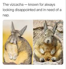 Image result for viscacha
