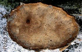 Attēlu rezultāti vaicājumam “Postia leucomallella”