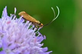 Attēlu rezultāti vaicājumam “Adelidae”