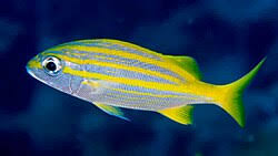 Image result for Haemulon aurolineatum