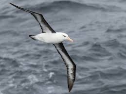 Image result for Thalassarche melanophris