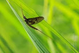 Attēlu rezultāti vaicājumam “Ephemera vulgata”