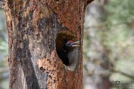 Attēlu rezultāti vaicājumam “Dryocopus martius nest”