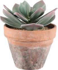 Image result for Mehikasvi