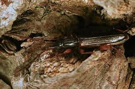 Attēlu rezultāti vaicājumam “Dendrophagus crenatus”