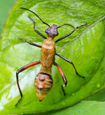 Attēlu rezultāti vaicājumam “Thecabius affinis nymph”