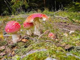 Image result for vliegenzwam