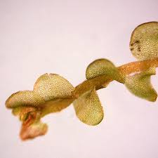 Attēlu rezultāti vaicājumam “Mylia anomala”