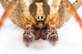 Attēlu rezultāti vaicājumam “Agelenidae”