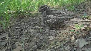 Attēlu rezultāti vaicājumam “Caprimulgus europaeus eggs”