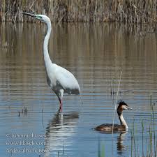 Attēlu rezultāti vaicājumam “Egretta alba”