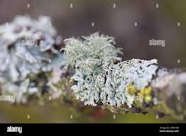 Attēlu rezultāti vaicājumam “Usnea hirta”