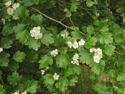 Attēlu rezultāti vaicājumam “Crataegus x macrocarpa”