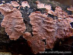 Attēlu rezultāti vaicājumam “Corticium roseum”