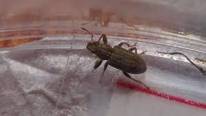 Attēlu rezultāti vaicājumam “Sitona sp.”