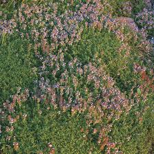 Attēlu rezultāti vaicājumam “Thymus serpyllum flower”