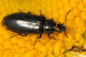 Attēlu rezultāti vaicājumam “Dasytidae”