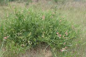 Attēlu rezultāti vaicājumam “Lathyrus sylvestris leaf”