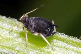 Attēlu rezultāti vaicājumam “Aphis confusa”