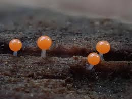 Attēlu rezultāti vaicājumam “Hemitrichia decipiens var. hemitrichoides spores”