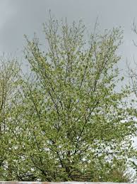 Attēlu rezultāti vaicājumam “Ulmus minor f. suberosa”