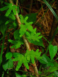 Attēlu rezultāti vaicājumam “Lycogala persicum young”