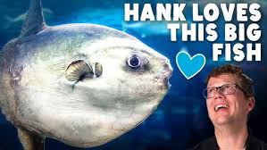 Image result for Mola mola