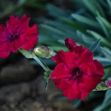 Attēlu rezultāti vaicājumam “Dianthus arenarius leaf”