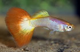 Image result for Haemulon aurolineatum