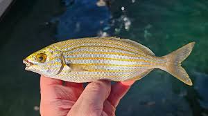 Image result for Sarpa salpa