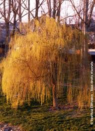 Attēlu rezultāti vaicājumam “Salix x sepulcralis”