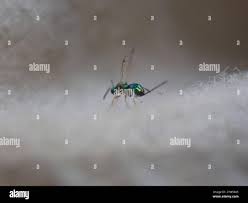 Attēlu rezultāti vaicājumam “Torymidae”