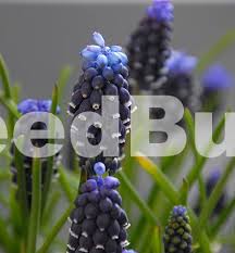 Attēlu rezultāti vaicājumam “Muscari neglectum”