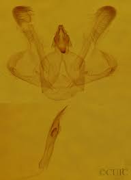 Attēlu rezultāti vaicājumam “Macaria signaria”